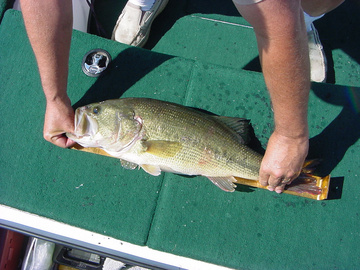 Largemouth Bass